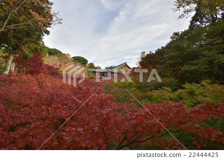 東福寺通天橋 22444425