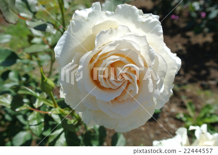 Rose cream Delight Rose cream Delight 22444557