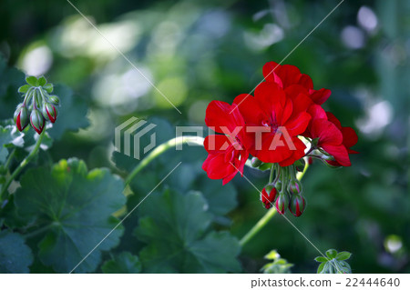 Geranium 22444640