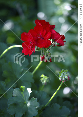Geranium 22444641