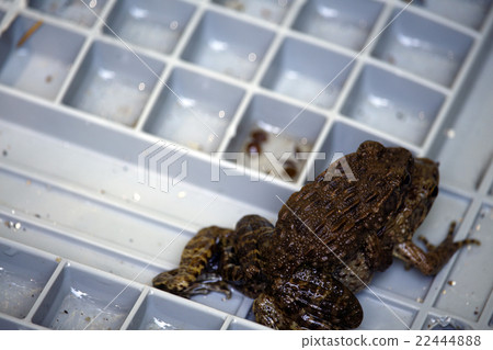 一隻青蛙 22444888