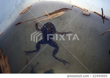 一隻青蛙 22444893