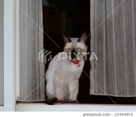 Cat  22444954