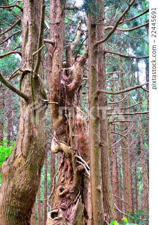 山形“幻想森林” 山形“幻想森林” 22445691