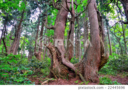 Yamagata "Fantasy Forest" Yamagata "Fantasy Forest" 22445696