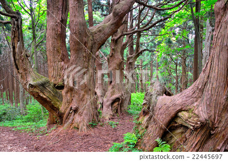 Yamagata "Fantasy Forest" Yamagata "Fantasy Forest" 22445697