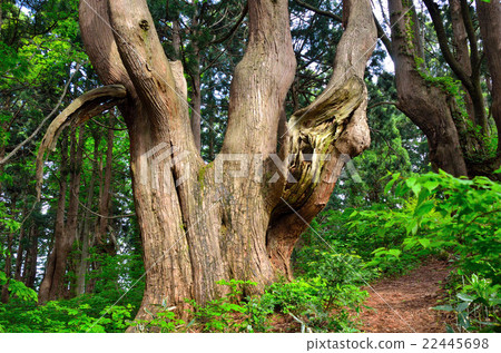 Yamagata "Fantasy Forest" Yamagata "Fantasy Forest" 22445698