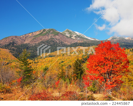 秋葉Norikura Kogen 22445867