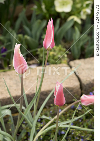 Mini tulip Lady Jane Mini tulip Lady Jane 22445873