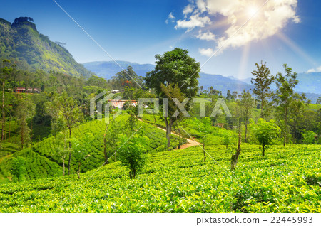 tea plantation on the picturesque hills tea plantation on the picturesque hills 22445993
