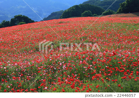 Ayano Country Fried Friedch的罌粟花 Ayano Country Fried Friedch的罌粟花 22446057