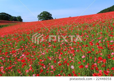 Ayano Country Fried Friedch的罌粟花 Ayano Country Fried Friedch的罌粟花 22446058