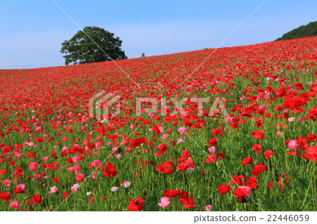 Ayano Country Fried Friedch的罌粟花 Ayano Country Fried Friedch的罌粟花 22446059