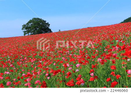 Ayano Country Fried Friedch的罌粟花 Ayano Country Fried Friedch的罌粟花 22446060