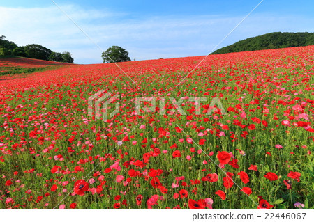 Poppies of Ayano Country Fried Ranch 22446067