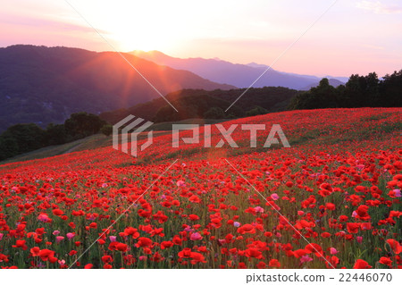 綾罌粟國家聯繫牧場在夕陽染色 綾罌粟國家聯繫牧場在夕陽染色 22446070