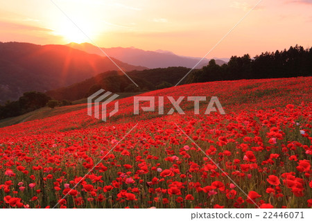綾罌粟國家聯繫牧場在夕陽染色 綾罌粟國家聯繫牧場在夕陽染色 22446071