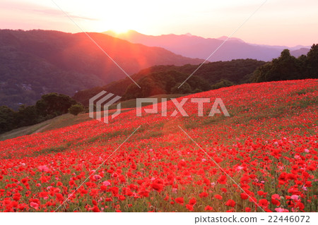 綾罌粟國家聯繫牧場在夕陽染色 綾罌粟國家聯繫牧場在夕陽染色 22446072