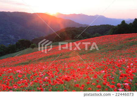 綾罌粟國家聯繫牧場在夕陽染色 綾罌粟國家聯繫牧場在夕陽染色 22446073