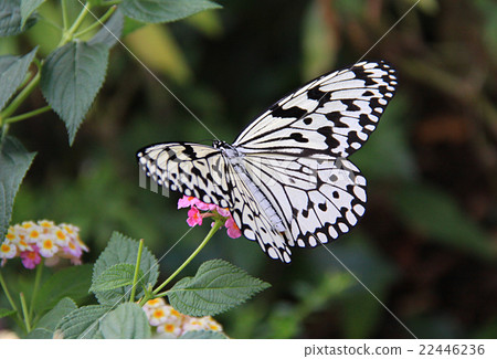 Ogomadara Ogomadara 22446236