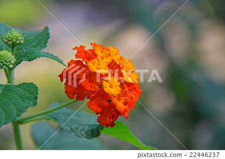 Lantana Lantana 22446237