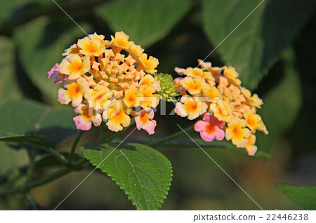 Lantana Lantana 22446238