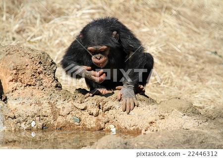黑猩猩的孩子 22446312
