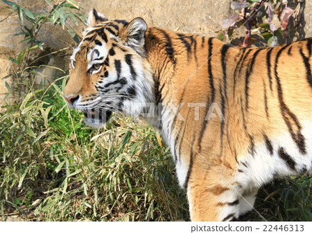 阿穆爾托拉 22446313