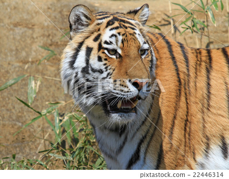 阿穆爾托拉 22446314