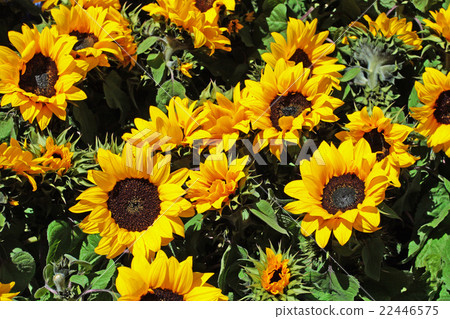 Bellagio, Las Vegas, USA 22446575