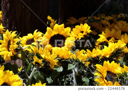 Bellagio, Las Vegas, USA Bellagio, Las Vegas, USA 22446576