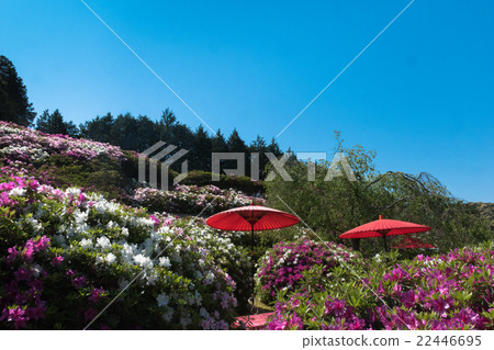 Azalea of Mie Murotoji 22446695