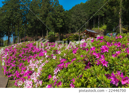 Azalea of Mie Murotoji 22446700