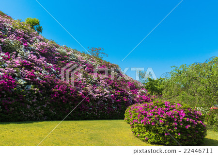 Azalea of Mie Murotoji 22446711