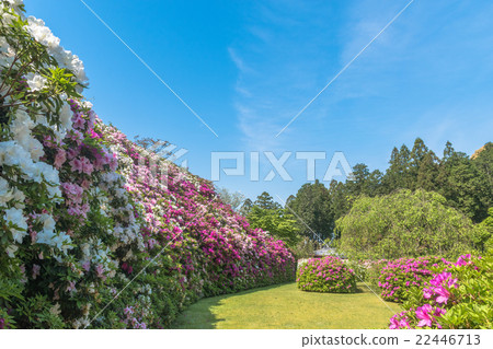 Azalea of Mie Murotoji 22446713