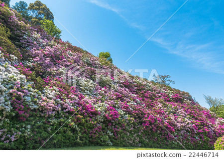 Azalea of Mie Murotoji 22446714