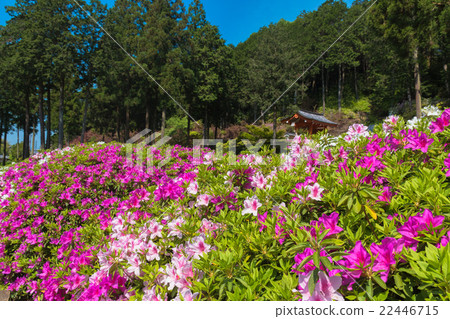 Azalea of Mie Murotoji Azalea of Mie Murotoji 22446715