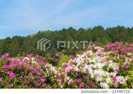 Azalea of Mie Murotoji 22446728