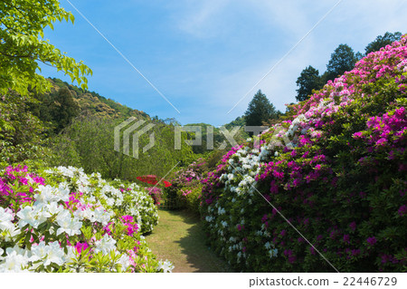 Azalea of Mie Murotoji 22446729
