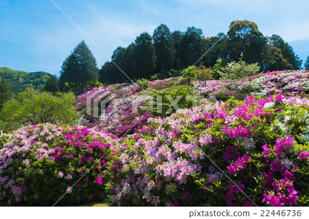 Azalea of Mie Murotoji 22446736