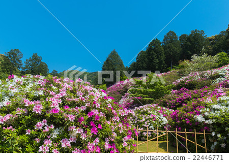 Azalea of Mie Murotoji 22446771