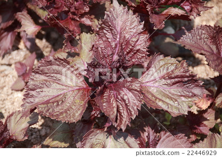 Akasho Akasho 22446929