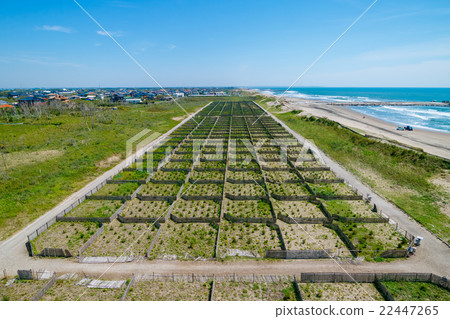索薩市海岸上正在建設的防風林和潮汐森林的鳥瞰圖 索薩市海岸上正在建設的防風林和潮汐森林的鳥瞰圖 22447265