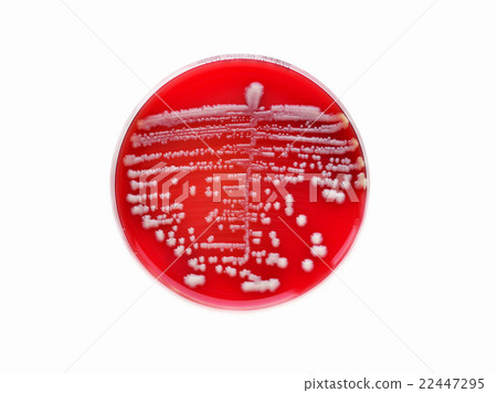 Bacteria culture plate Bacteria culture plate 22447295