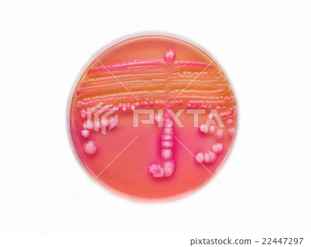Bacteria culture plate 22447297