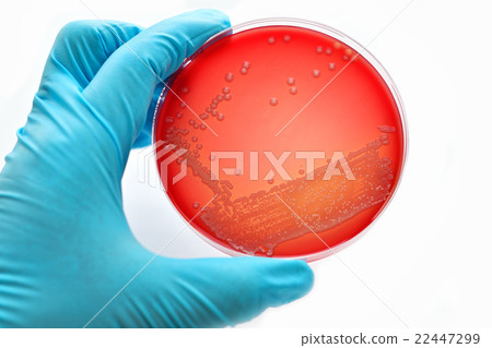 Bacteria culture plate Bacteria culture plate 22447299