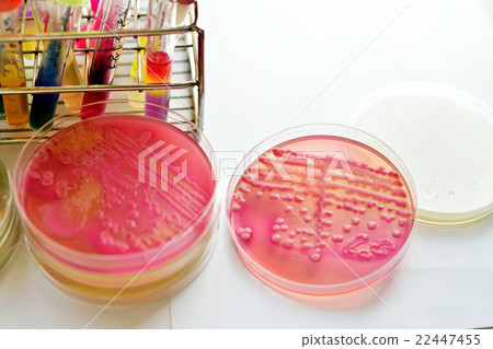 Bacteria culture plate 22447455