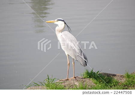 Ao-sama standing at the edge of the pond 22447508