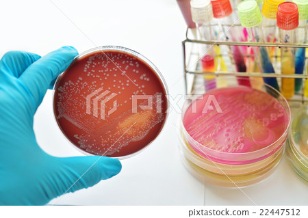 Bacteria culture plate Bacteria culture plate 22447512