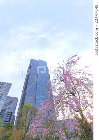 Cherry blossoms and skyscrapers and blue sky 22447649